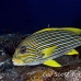 sweetlips_ribbon_lw_tam_h_0130_bal3725.jpg